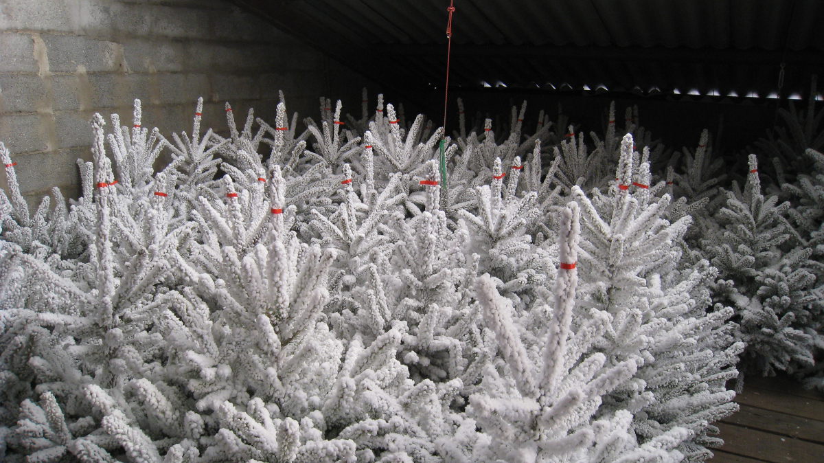 Rochefort Sapins le spécialiste du sapin blanc, floqué ou enneigé