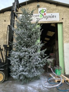 grand sapin floqué blanc