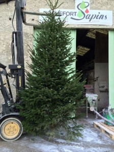 grand sapin naturel