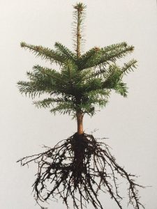 JEUNE PLAN DE SAPIN NORDMANN
