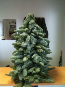Sapin reconstitué avec branche de Nobilis naturel