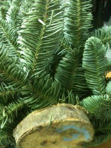 Sapin reconstitué avec branche de Nobilis naturel