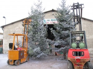 Sapins XXL pour un Hypermarché