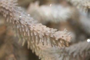 detail branche sapin givré ou glacé blanc