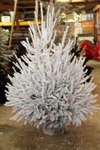 sapin givré ou glacé