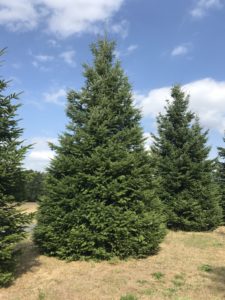 sapin GRANDIS