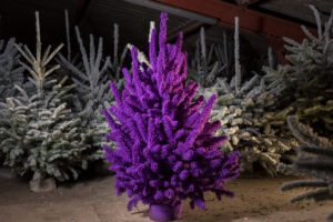 sapin -floqué-violet