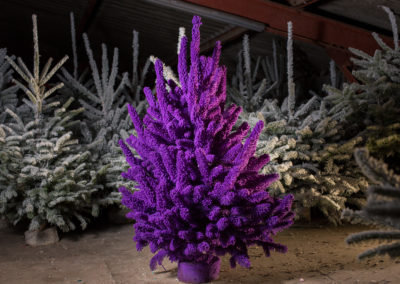 sapin -floqué-violet