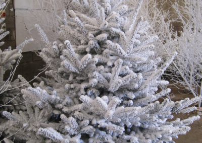 sapin-floqué-blanc