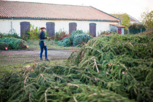 rochefort-sapins