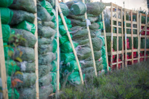 sapin pot ou contenair