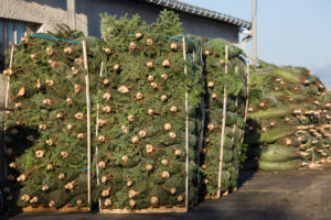 palettes sapins rochefort sapins