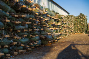 sapin naturels coupés rochefort sapins