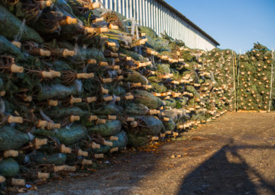 sapin naturels coupés rochefort sapins