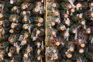 background header - Rochefort Sapins grossiste mur de sapins