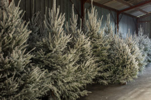 Rochefort-sapins-sapins-enneigés