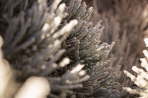 Rochefort-sapins-épicéa-enneigé