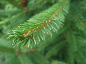 détail-sapin-épicéa