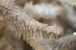 détail-sapin-givré-blanc