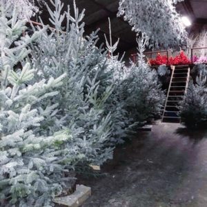 sapins enneigés blancs