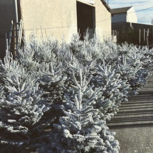 Rochefort-sapins-sapins-floqués
