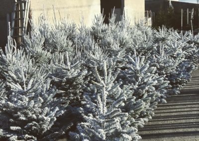 Rochefort-sapins-sapins-floqués