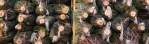background header - Rochefort Sapins grossiste mur de sapins