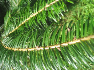 détail-sapin-grandis