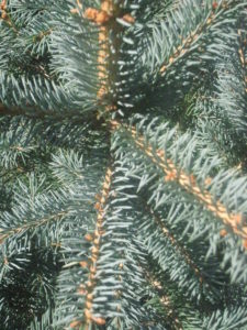 détail-sapin-Pungens