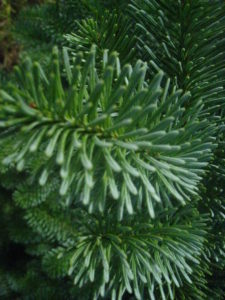 détail-sapin-Nobilis