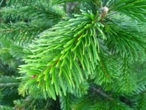 détail-sapin-nordmann