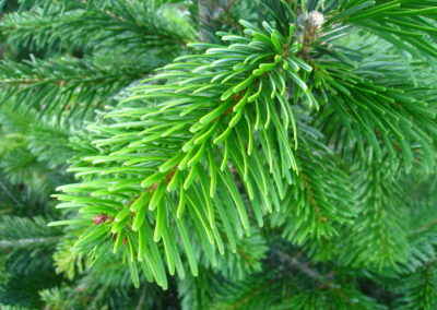 détail-sapin-nordmann